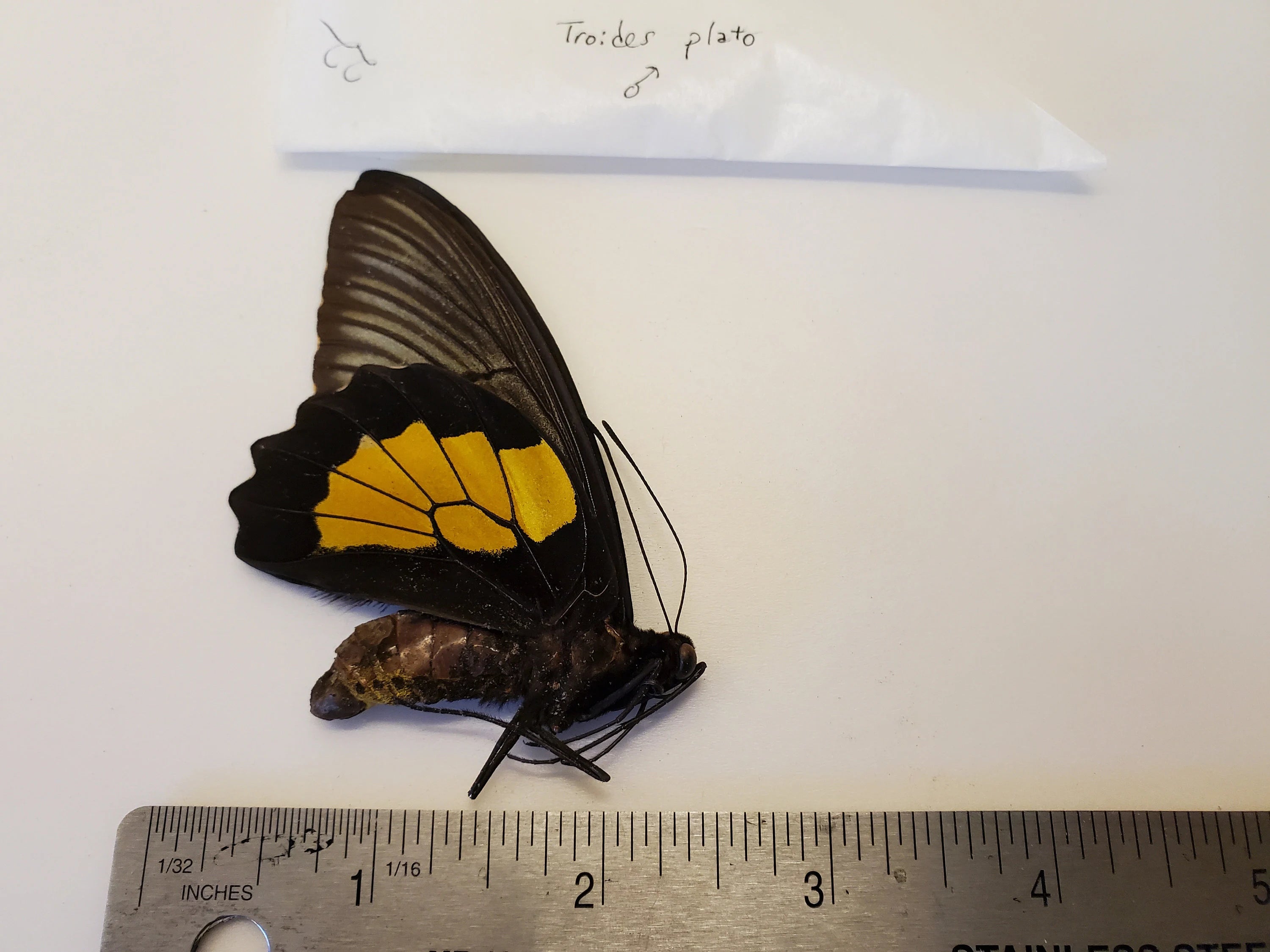 Birdwing Butterfly 'Troides plato' Male