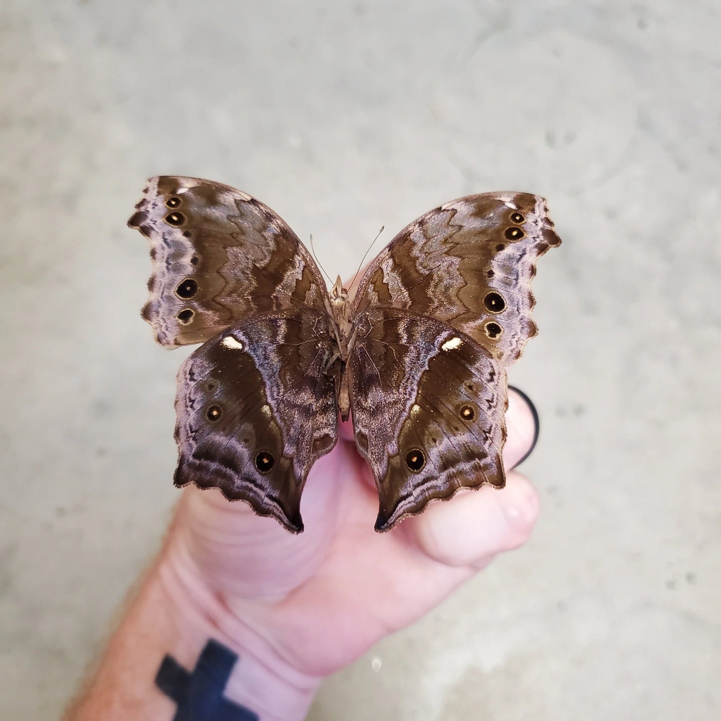 Blue Mother of Pearl Butterfly 'Salamis temora' Unspread