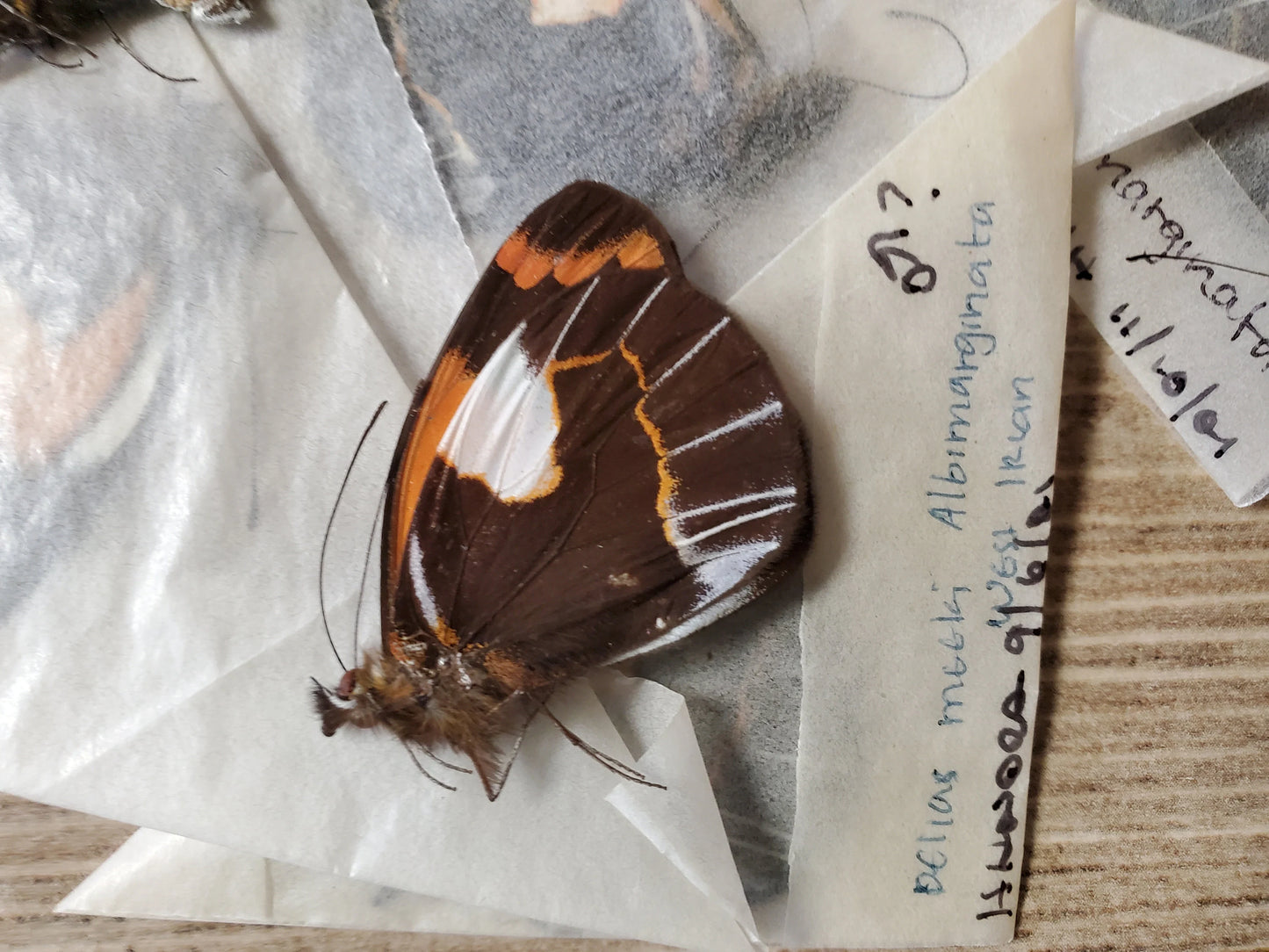 Yellow-Orange 'Delias meeki' Butterfly Unspread