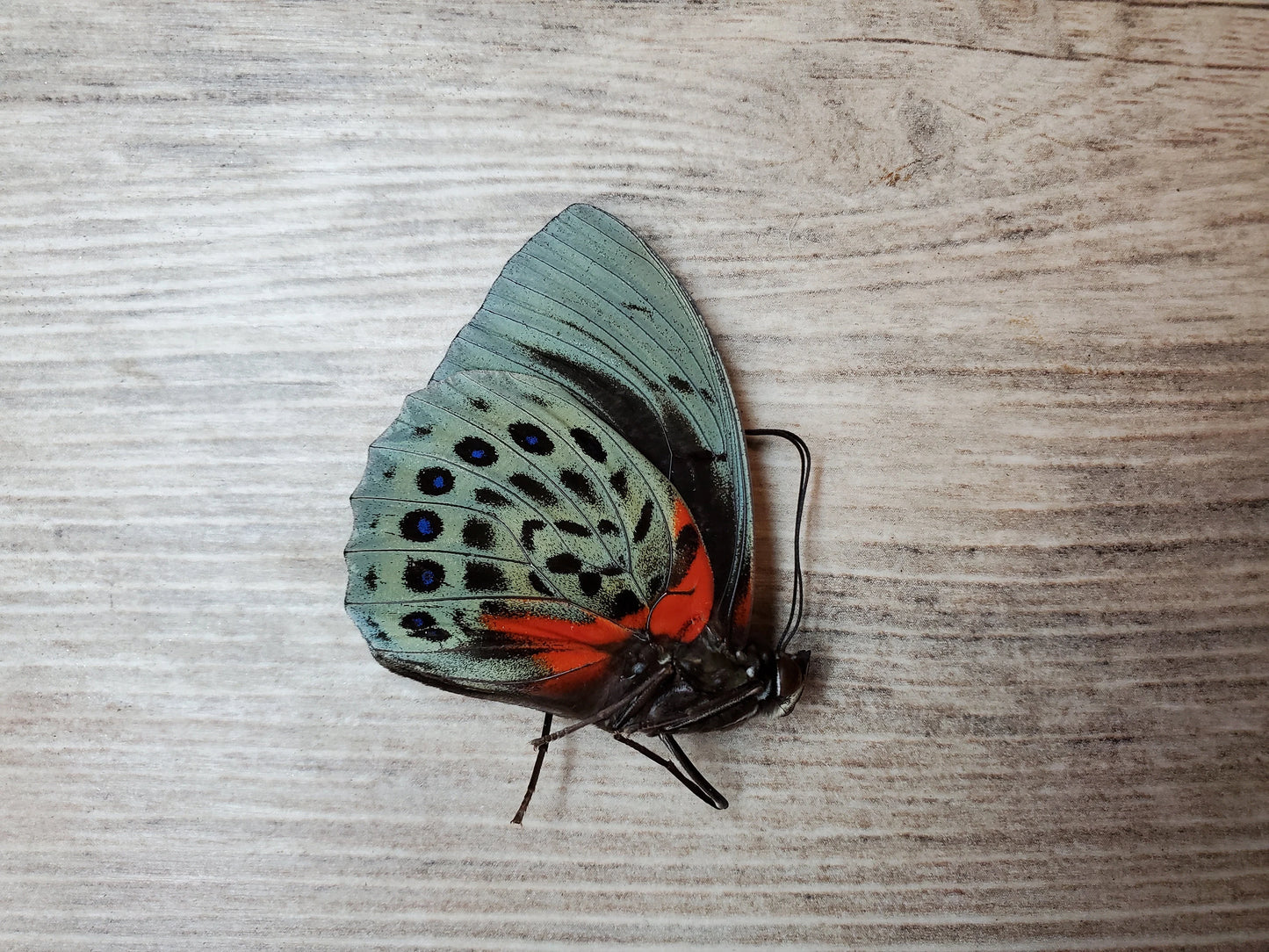 RARE Agrias beatifica beata Butterfly unspread/unmounted Real