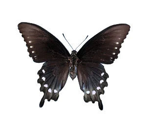 Black Pipevine Swallowtail 'Battus philenor' A- unmounted