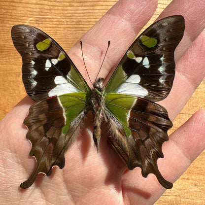 Graphium weiskei, Purple Spotted Swallowtail