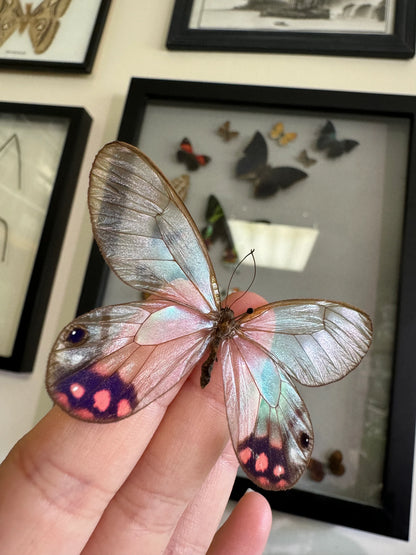 REAL Pink and Purple Clearwing Butterfly ‘Cithaerais pyropina’