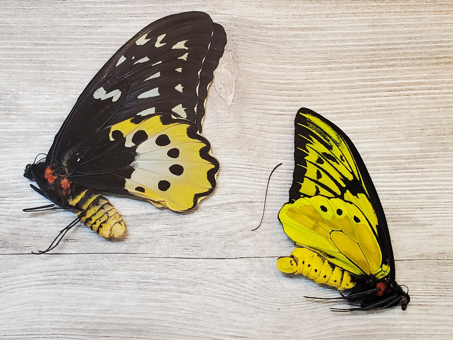 EXTREMELY RARE! Ornithoptera chimaera PAIR Male and Female Real Birdwing Butterfly!