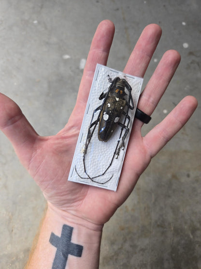 Real HUGE Longhorn Beetle, 'Batocera celebiana'