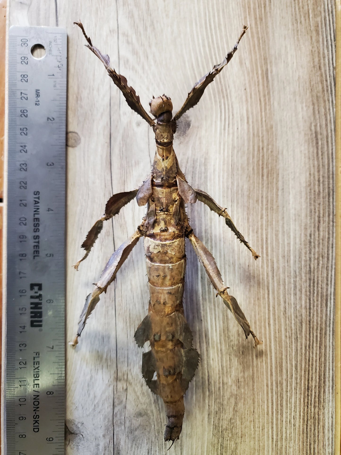 RARE GIANT Stick Insect 'Extatosoma popa horridus' UNSPREAD Dead Specimen Female