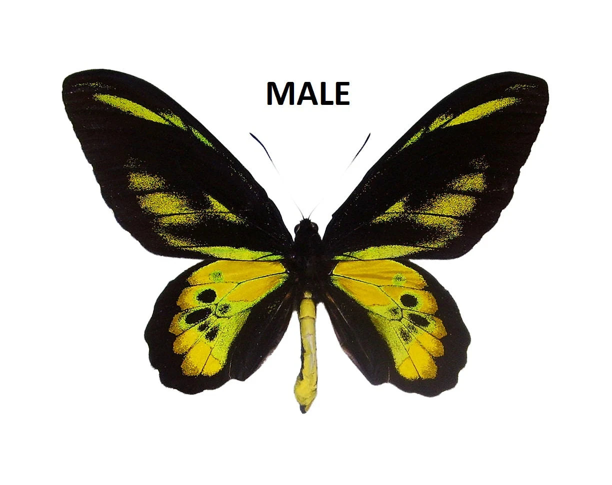 Ornithoptera rothschildi Birdwing Butterfly Male and Female Pair Ships from USA