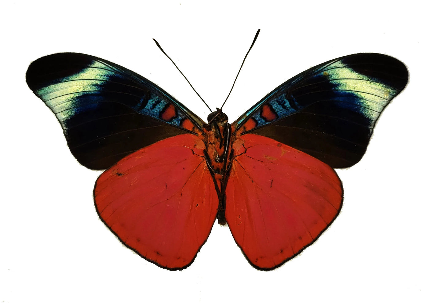 SPREAD Red Flasher Amazon Butterfly 'Panacea prola'