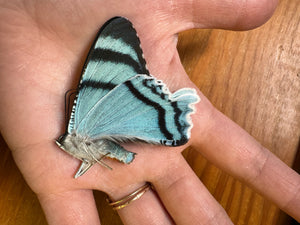 Green/Blue Dayflying Moth 'Alcides agathyrsus'