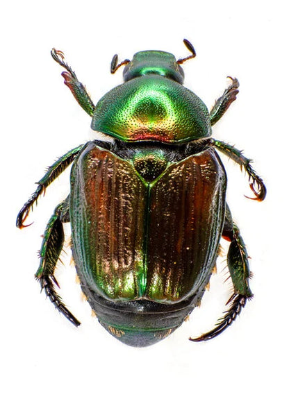 Japanese beetles Lot of 10 or 50 Wholesale PURCHASE SUPPORTS CONSERVATION!