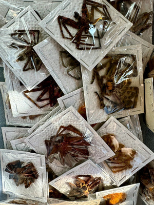 Mixed lot of REAL Spiders for artwork, crafts, and projects! Assorted