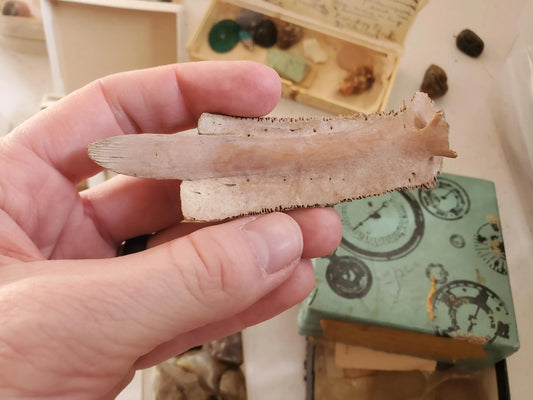 GENUINE Fossil Turtle Rib Bone from Prehistoric Turtle Natural history decor, curio cabinet, authentic artifact