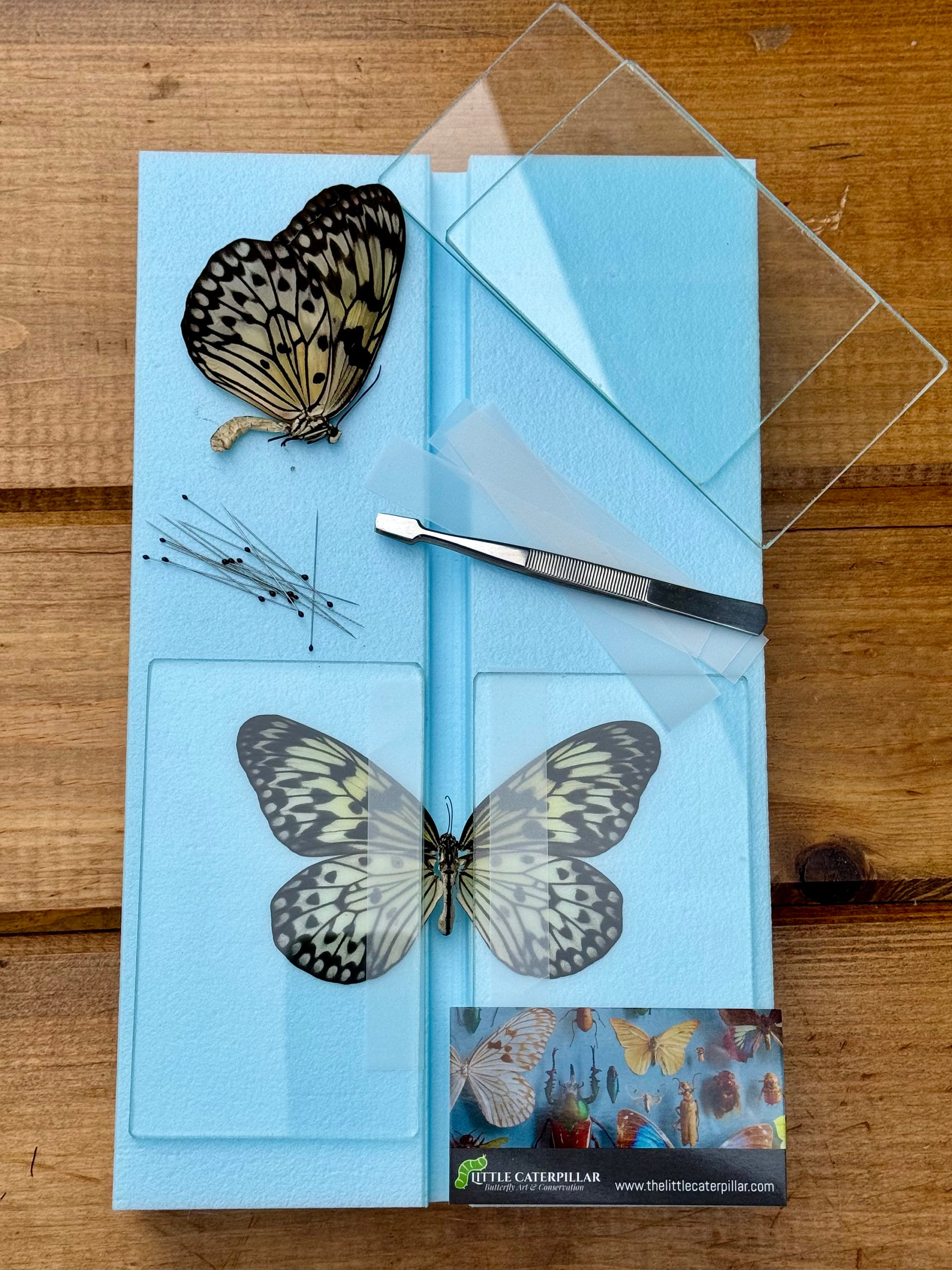 Complete LARGE Butterfly Mounting Kit Insect with Spreading Board