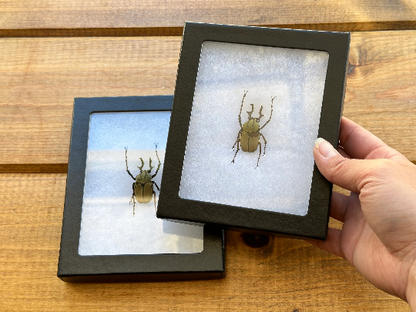 Framed and SPREAD Reindeer Horn Antler Beetle 'Dicranocephalus wallichii'