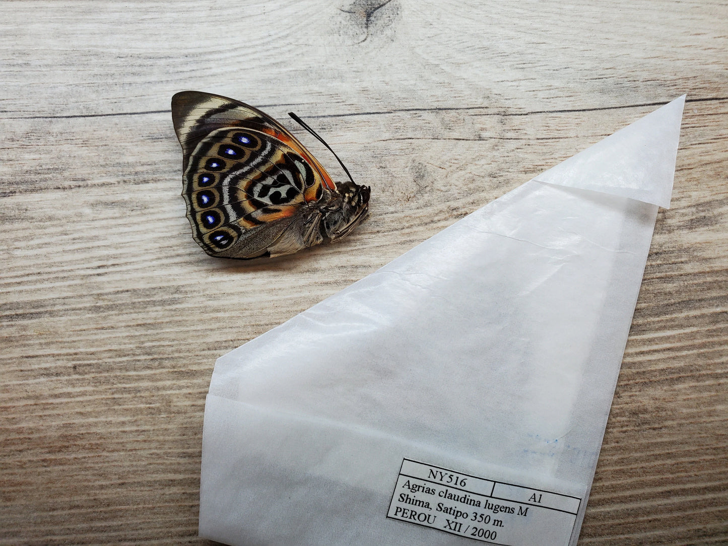 RARE Agrias claudina lugens Butterfly A/A- Condition unspread/unmounted Real