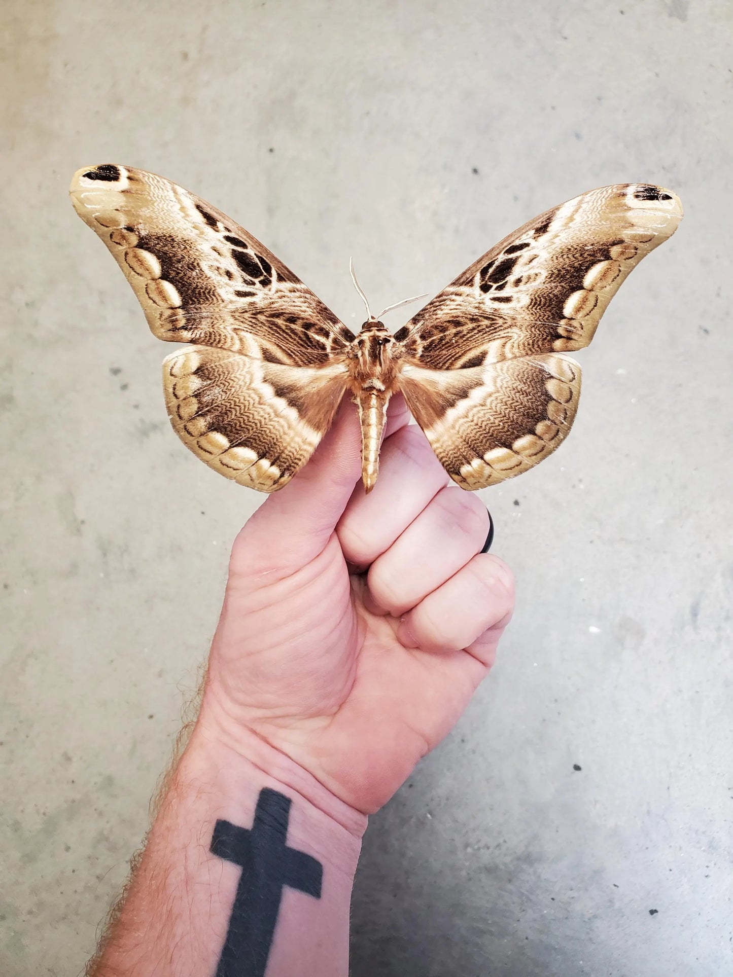 REAL African Brahmaeidae Moth 'Dactyloceras lucina' BIG Unspread