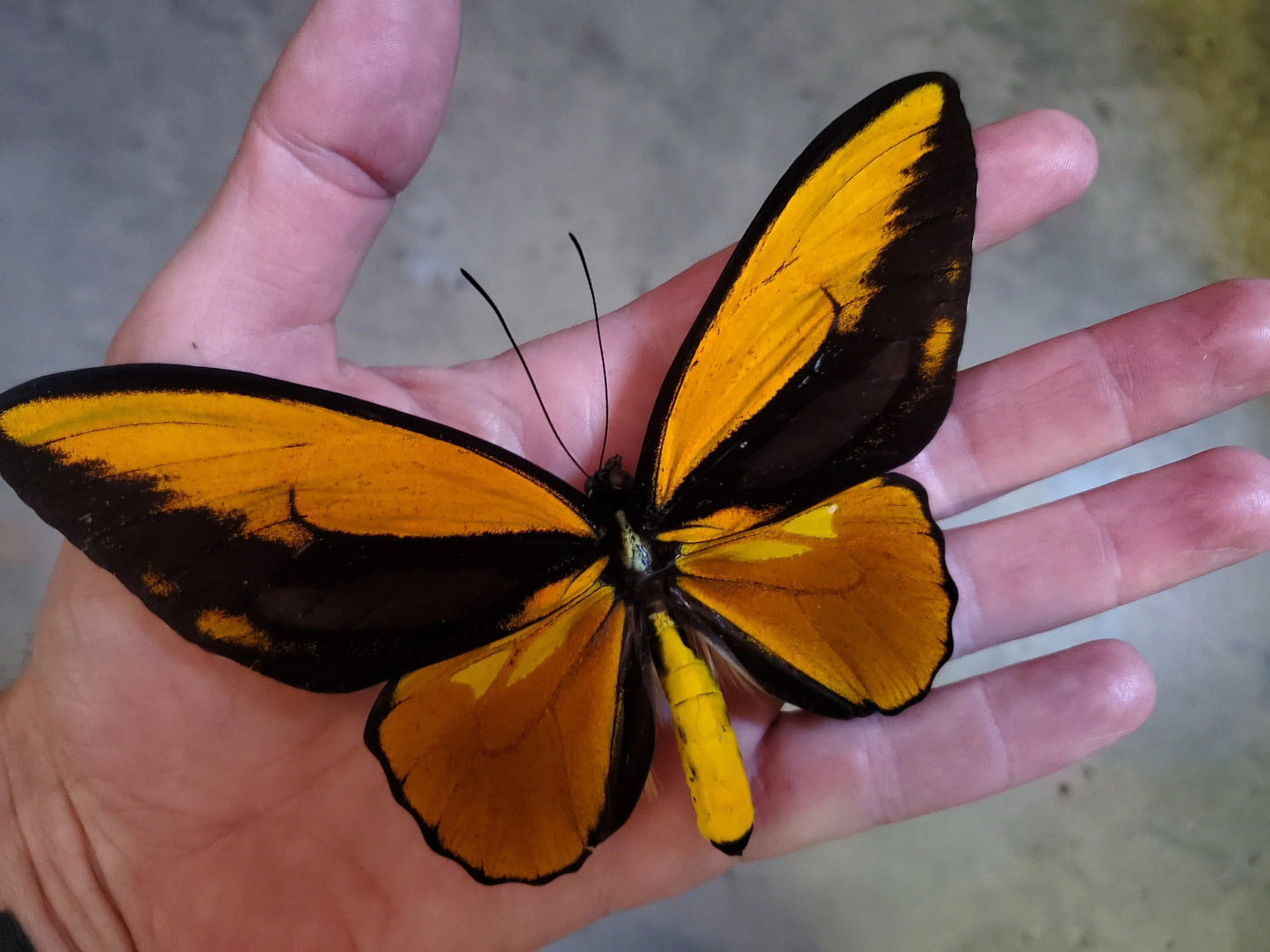 Golden Birdwing Butterfly! 'Ornithoptera croesus toeantei' Male unmounted specimen