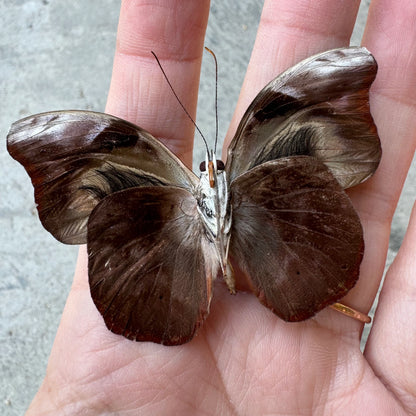 Firewing Butterfly 'Catonephele acontius' Unspread A1-