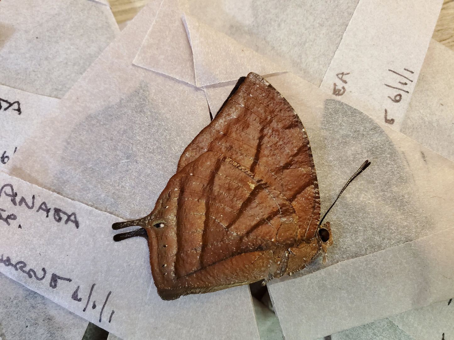 Hookwing 'Anaea' Butterfly Mix Unspread