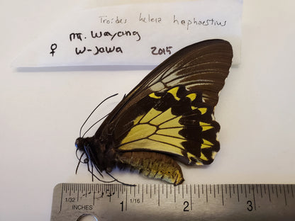 W. Java Birdwing Butterfly 'Troides helena'