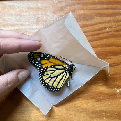 Monarch Butterfly 'Danaus plexippus' Unspread Butterfly