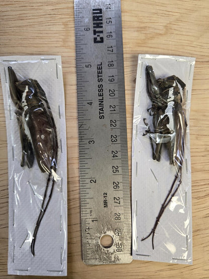 Real BIG Longhorn Beetle, 'Batocera rubus'