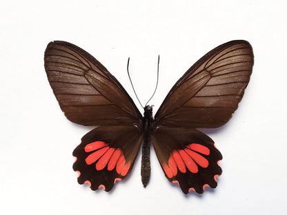 REAL 'Parides neophilus' Spear-winged Cattleheart Butterfly unspread