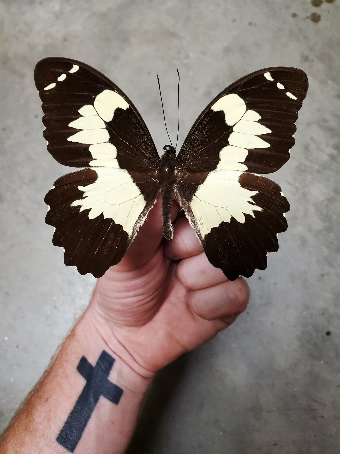 REAL Papilio euchenor, BIG swallowtail butterfly, unmounted