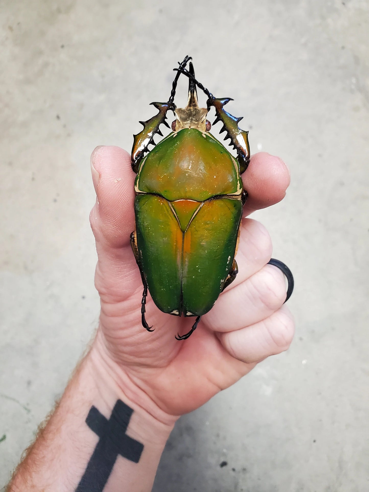 REAL Big Green Goliath Beetle 'Mecynorhina torquata'