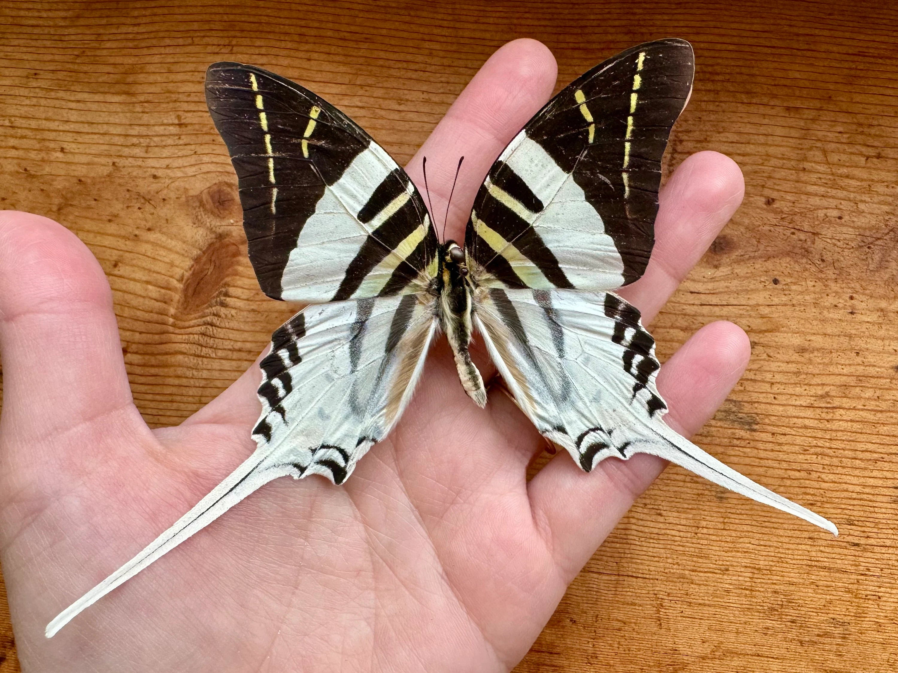 Giant Swordtail Butterfly 'Graphium androcles'