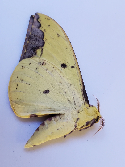 REAL Imperial Moth, Eacles imperialis, BIG!