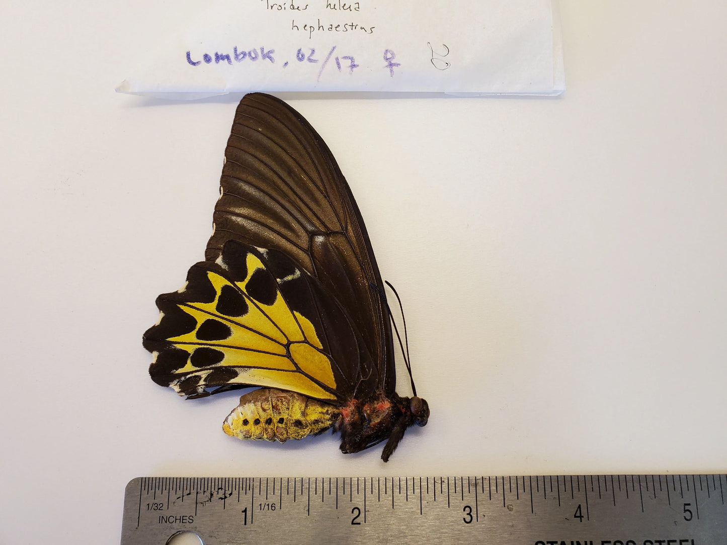 Birdwing Butterfly 'Troides helena hephaestrus' Lombak Is.