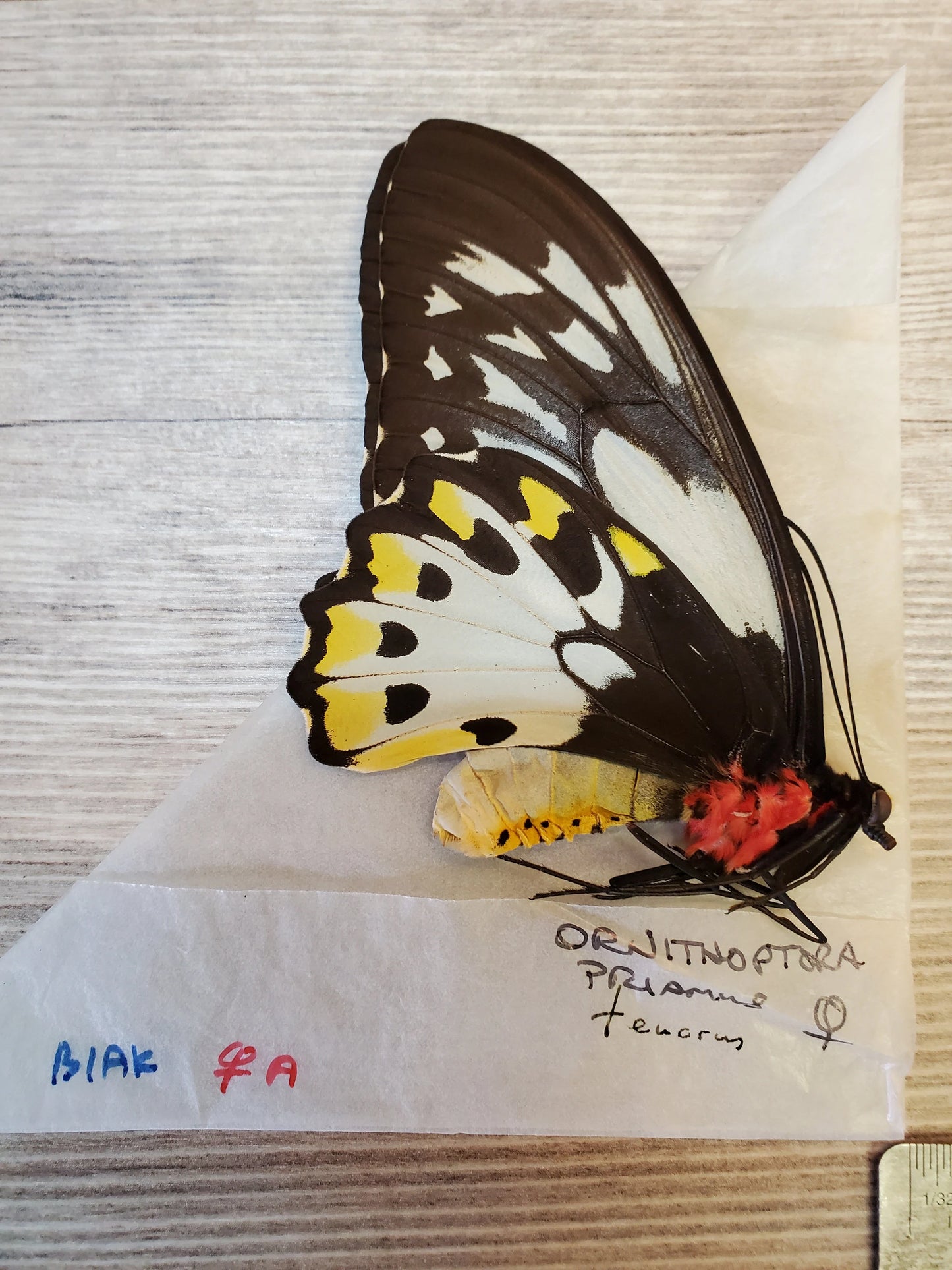 Ornithoptera priamus teucrus pair Birdwing Butterfly Unspread