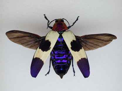 Red Speckled Jewel Beetle 'Chrysochroa buqueti rugicollis' Unspread