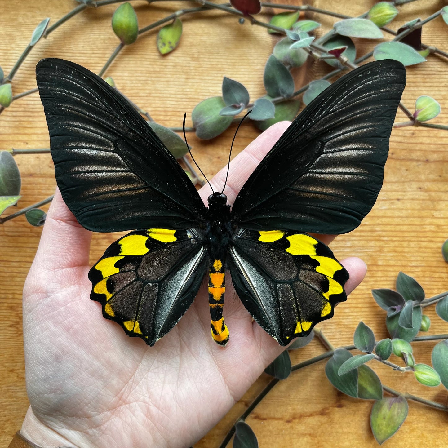 Rippon's Birdwing 'Troides hypolitus' butterfly PAIR -Unmounted male ...