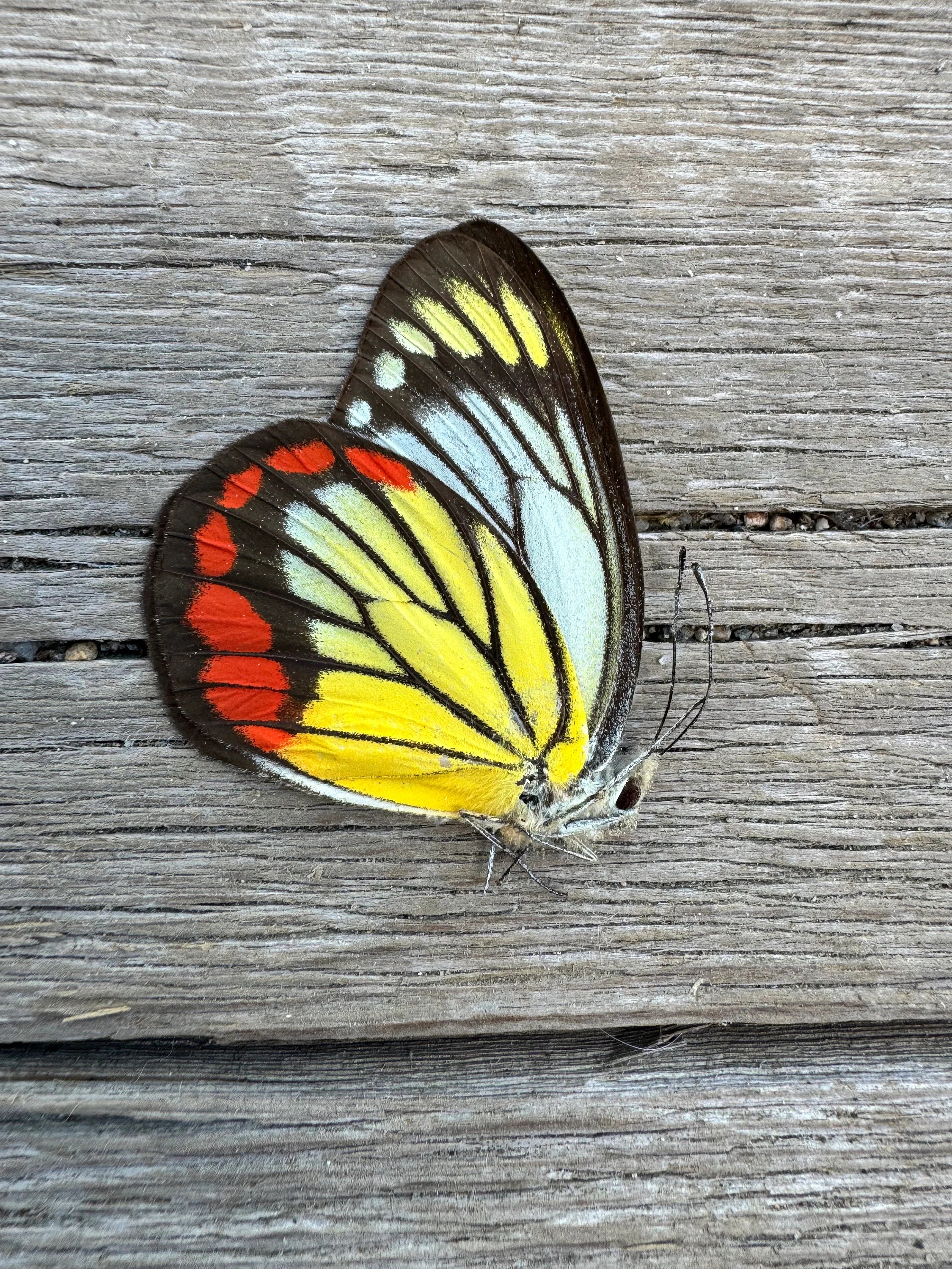 Painted Jezebel Butterfly 'Delias hyparete'