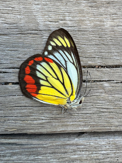 Painted Jezebel Butterfly 'Delias hyparete'