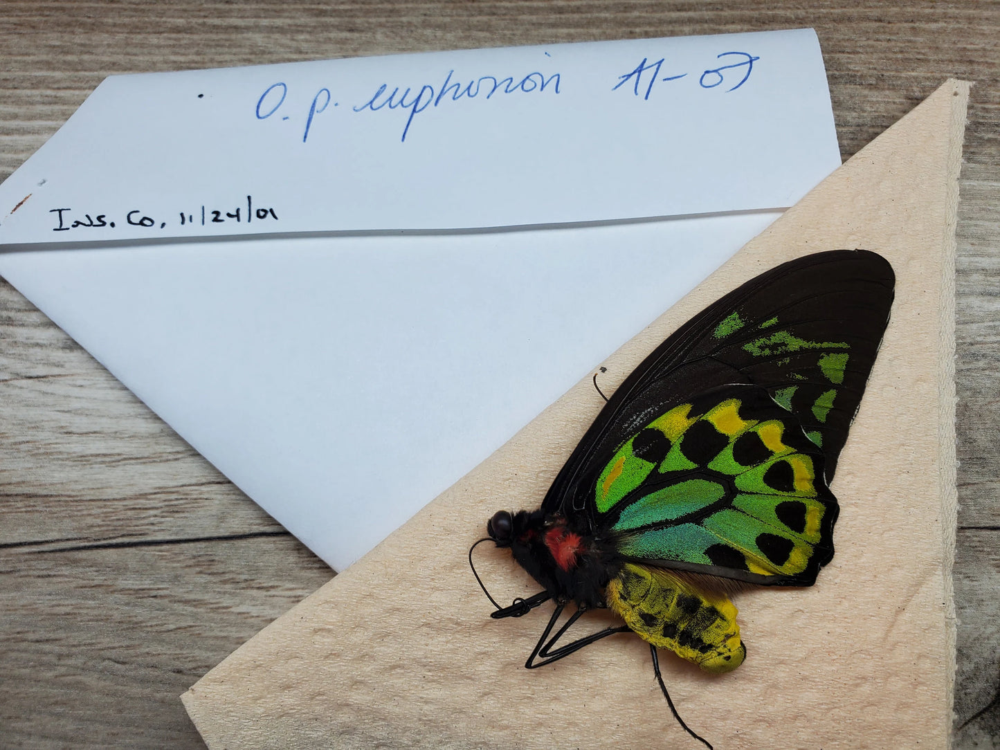 RARE Ornithoptera priamus euphorion Pair Birdwing Butterfly Unspread