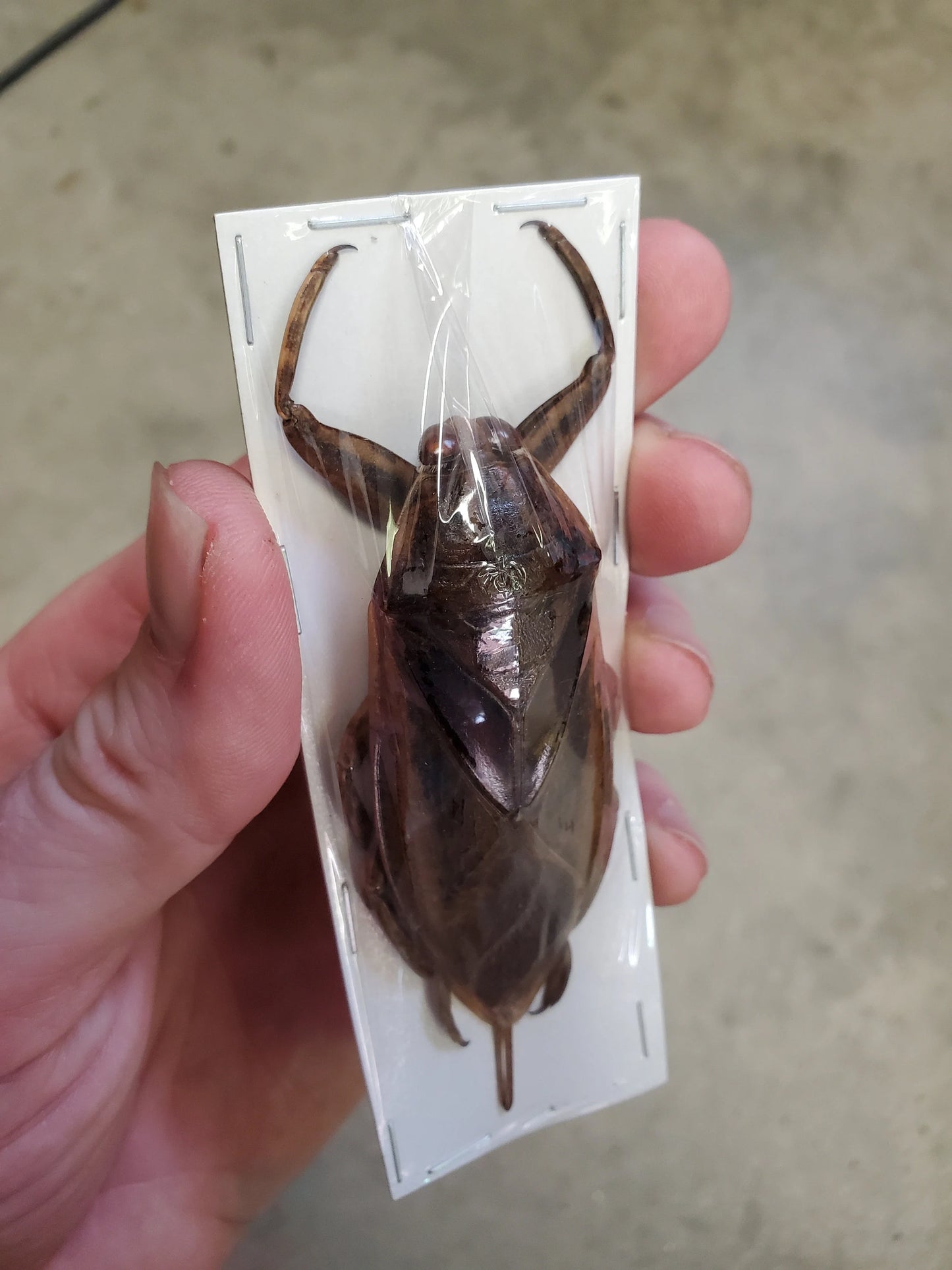 GIANT Water Bug 'Lethocerus indicus'