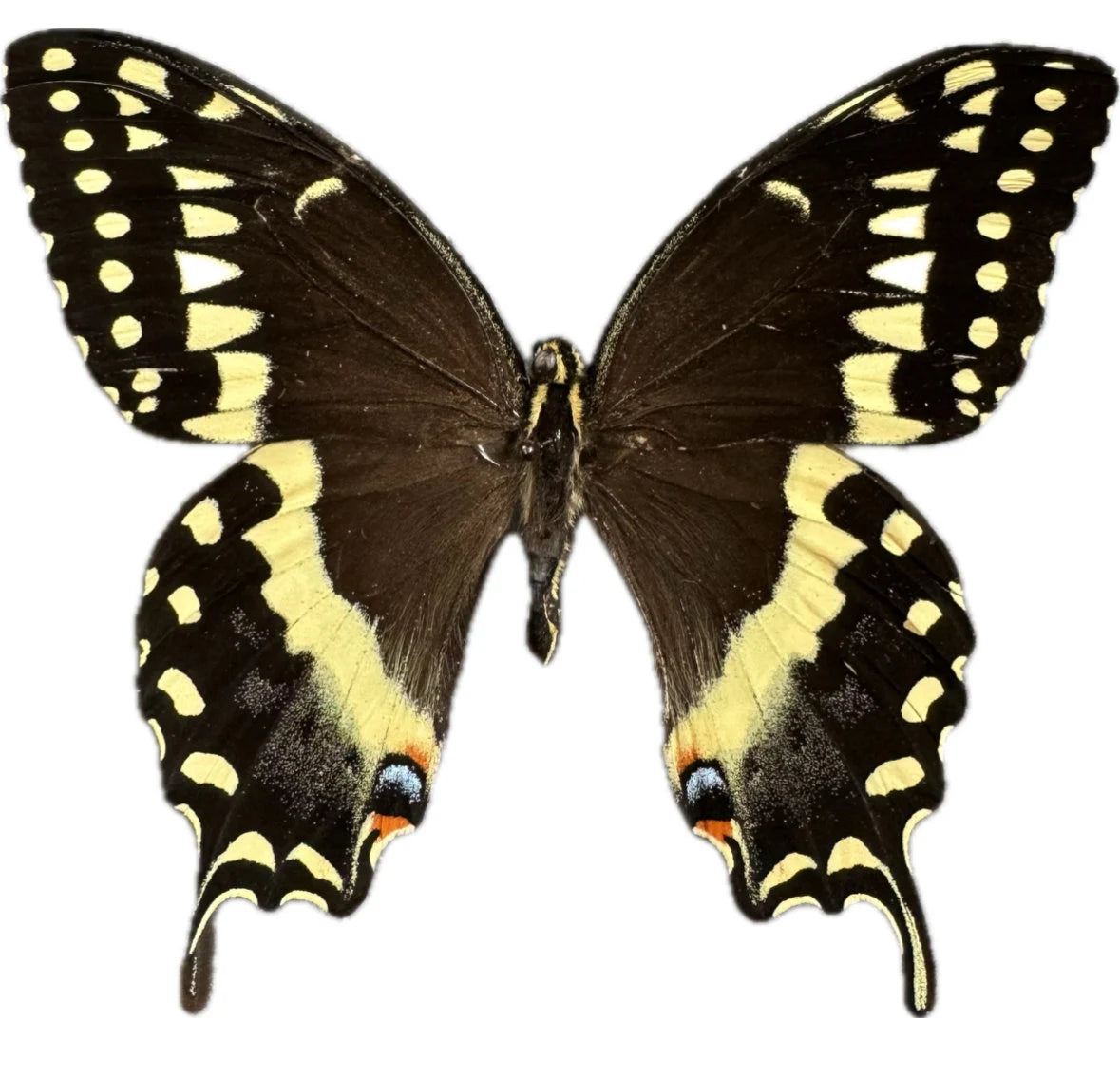 Laurel Swallowtail 'Papilio Palamedes'