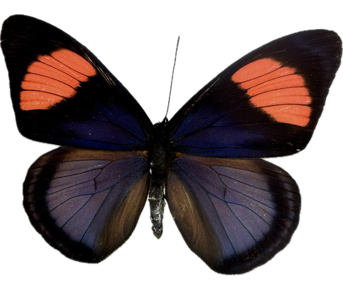 REAL Batosia hypochlora, 'Painted Beauty' Butterfly, unmounted