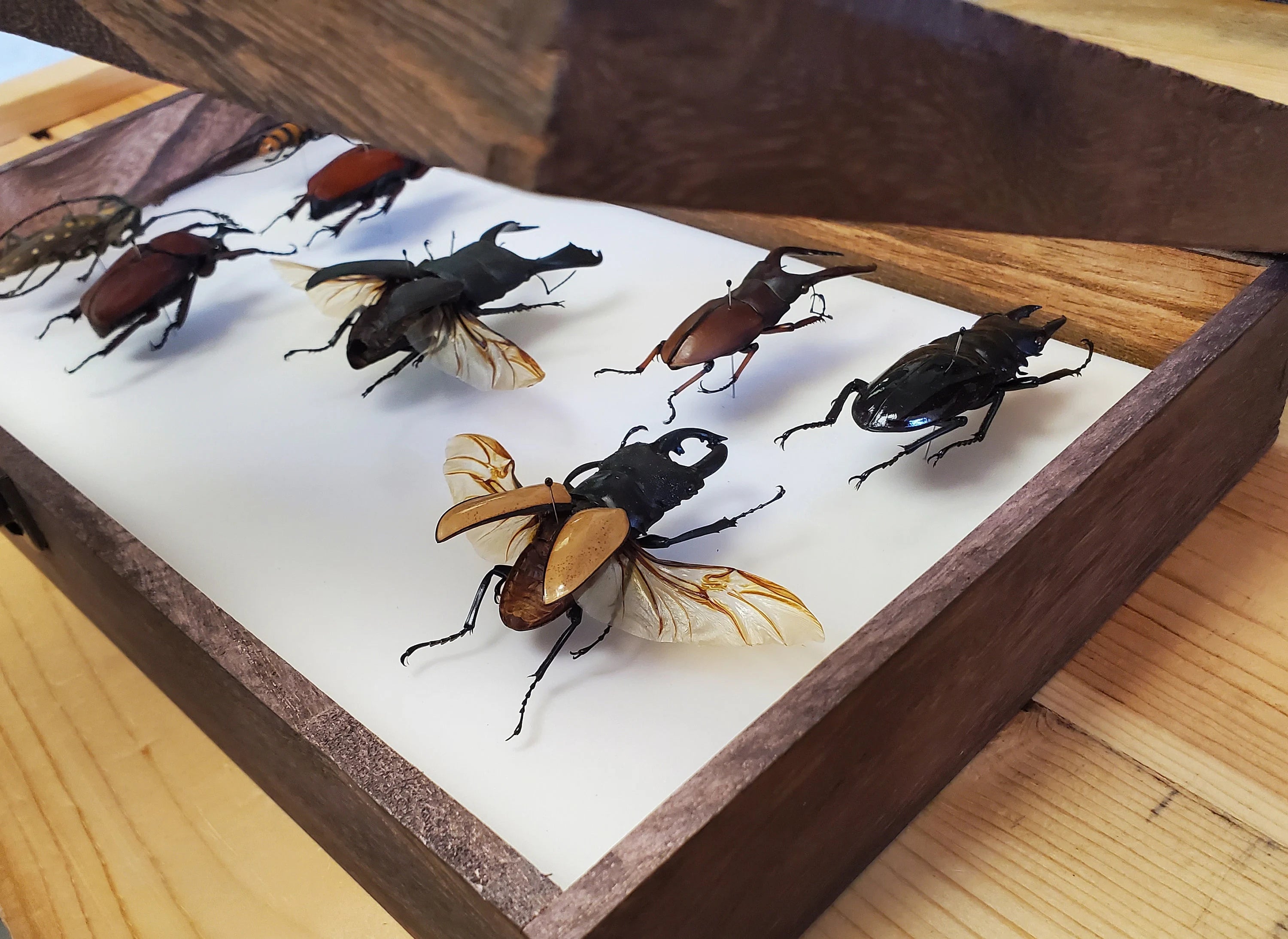 Insect Butterfly Wooden Display Case Cabinet CASE ONLY – Little ...