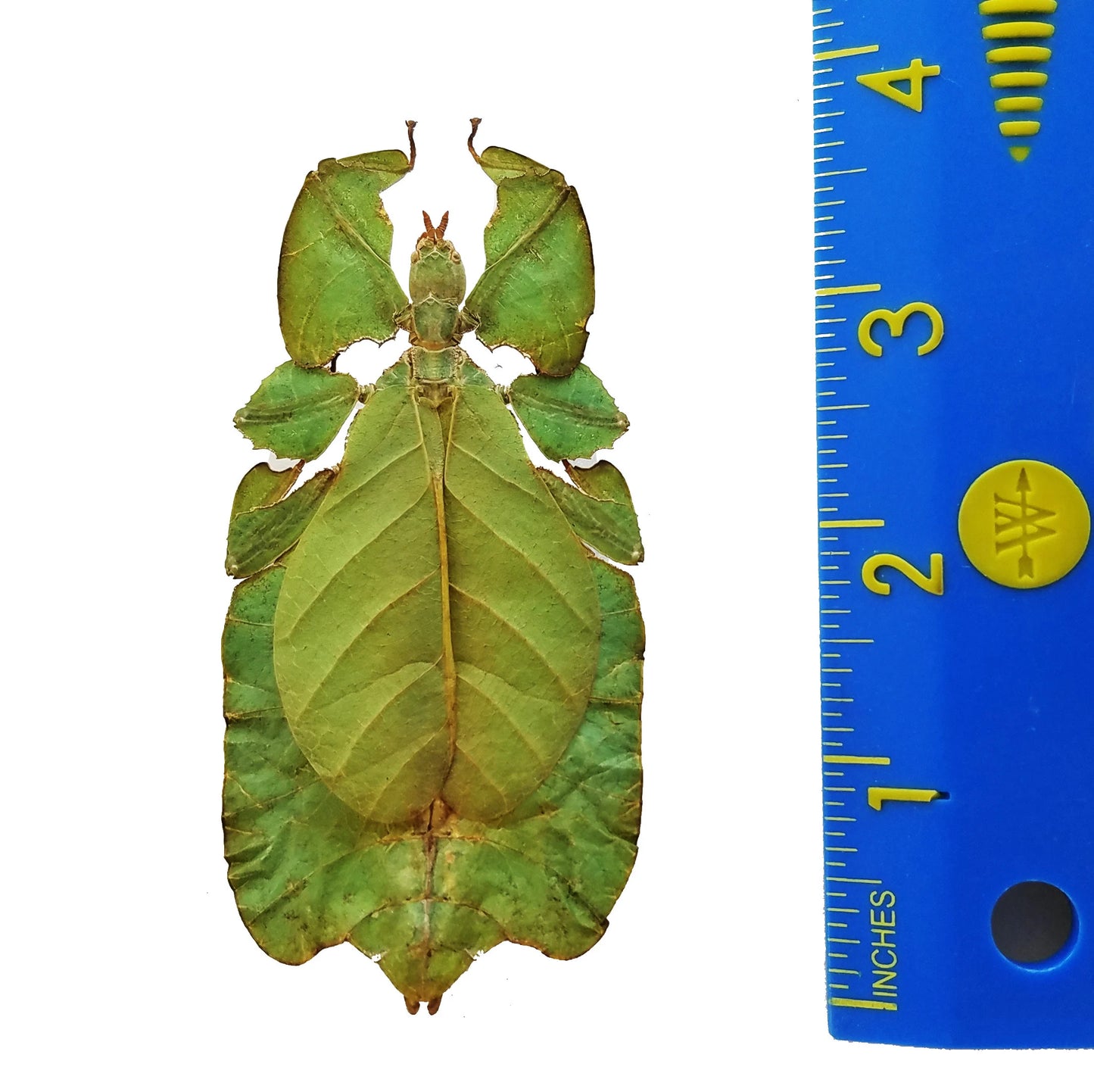 REAL Phyllium bioculatum Leaf Insect SPREAD