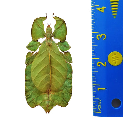 REAL Phyllium bioculatum Leaf Insect SPREAD