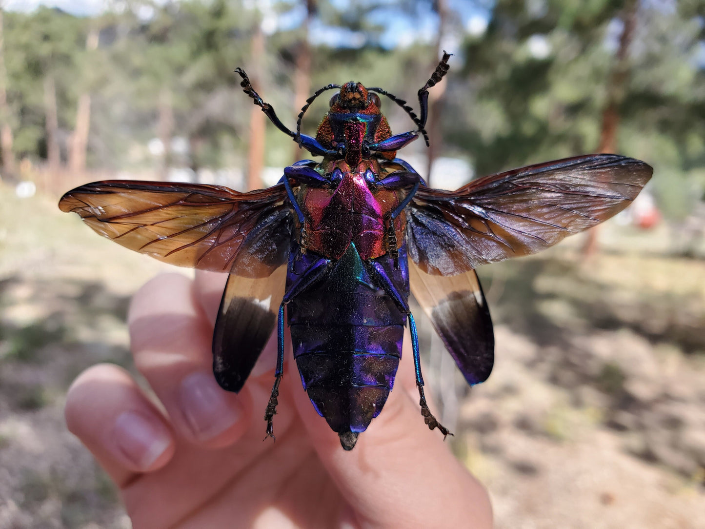 Red Speckled Jewel Beetle 'Chrysochroa buqueti rugicollis' Unspread