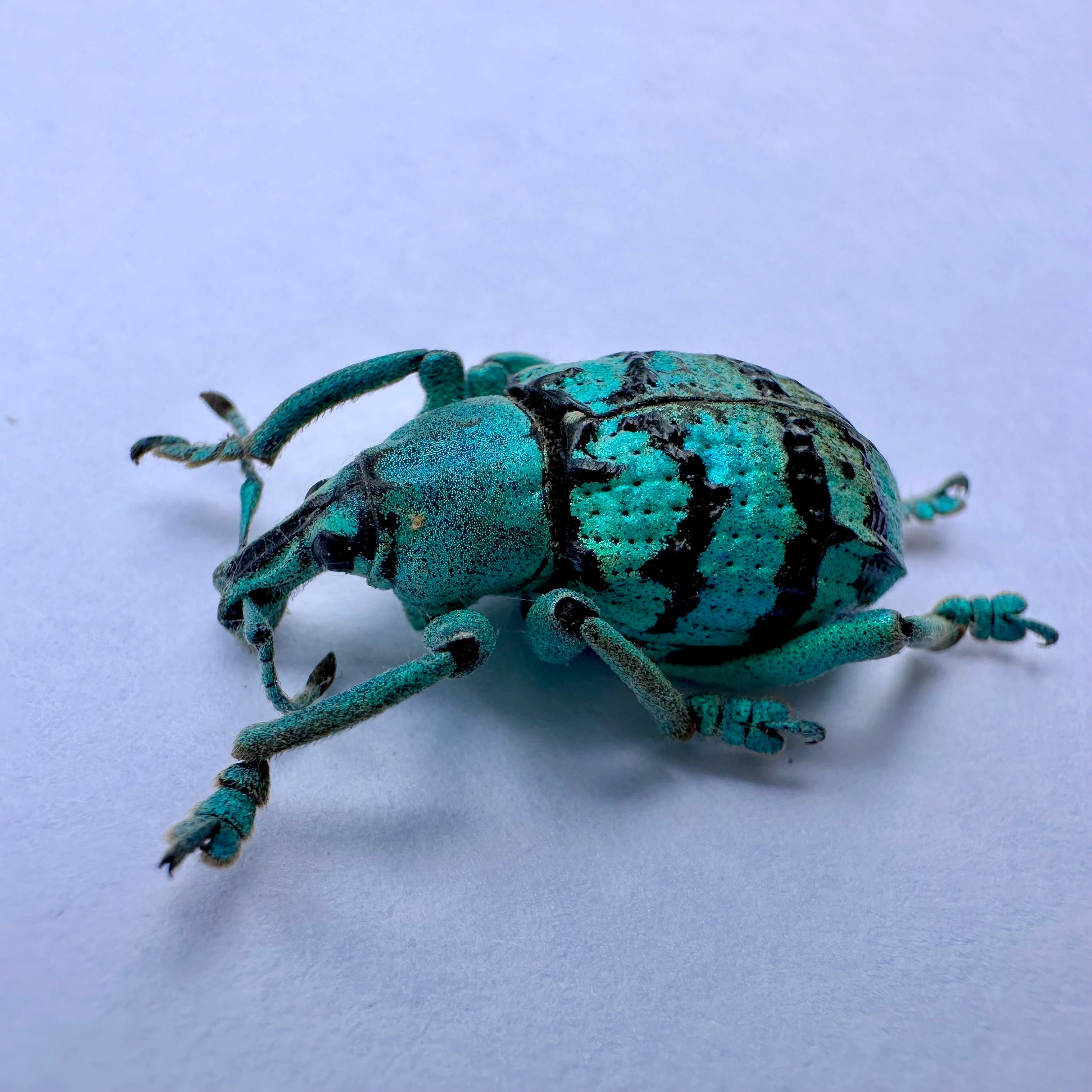 Blue/Green Weevil Beetle 'Eupholus chevrolati'
