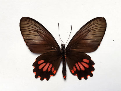 REAL 'Parides neophilus' Spear-winged Cattleheart Butterfly unspread