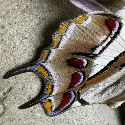 Polyura cognatus Butterfly Unspread A1-