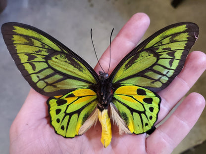 Golden Birdwing Butterfly! 'Ornithoptera croesus toeantei' Male unmounted specimen