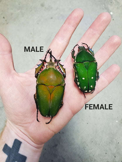 REAL Big Green Goliath Beetle 'Mecynorhina torquata'